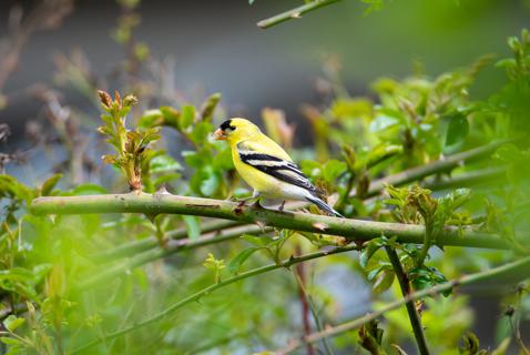 Birding in a Dangerous Time
