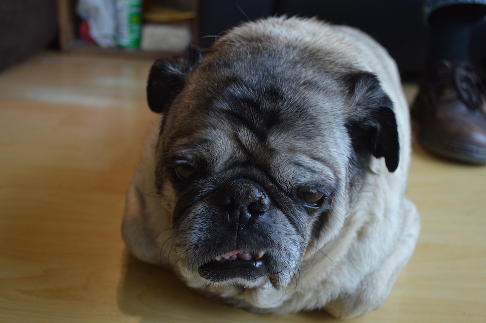 582px version of cameron-pug.jpg