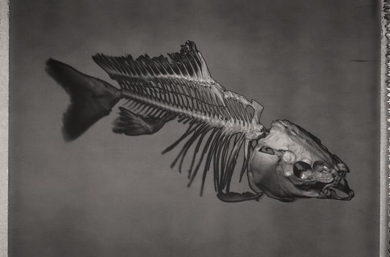 Dip into These Specimens of the Sea