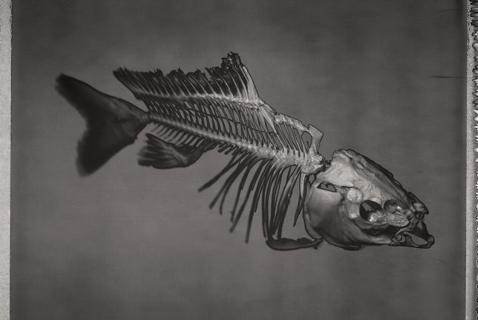 Dip into These Specimens of the Sea