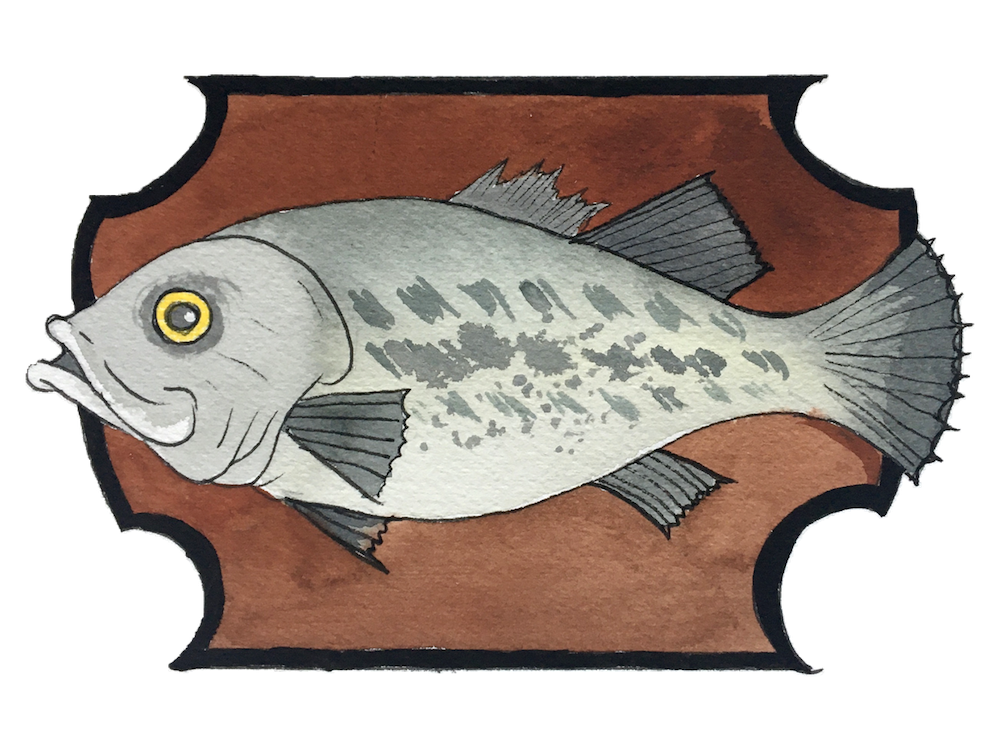 582px version of DW-Fish.png