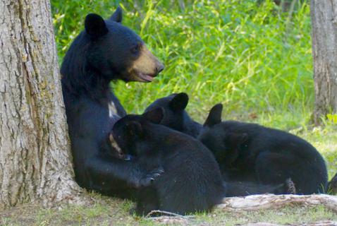 My Turn as a Bear Paparazzi