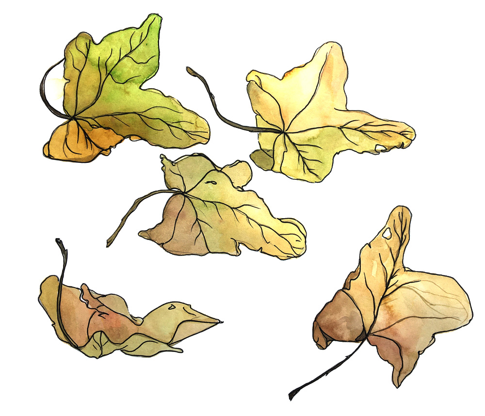 960px version of FallLeaves2.jpg