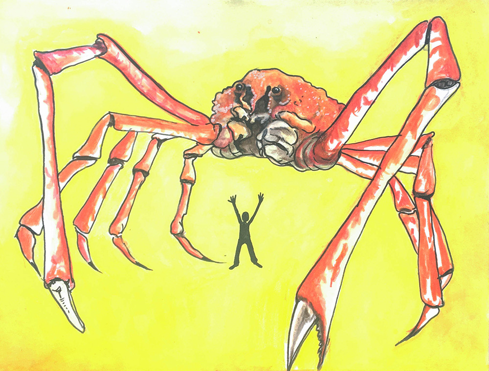 582px version of SpiderCrabWatercolourDW.jpg