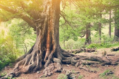 ‘Mother Trees’ Are Real. They Model Sharing and Generosity