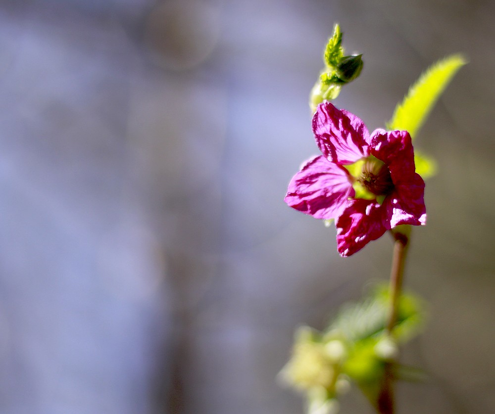 851px version of SalmonBerryBlossom.jpg