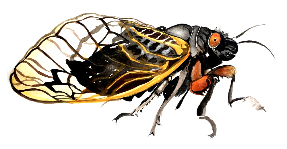 CicadaSummerLoveWatercolour.jpg