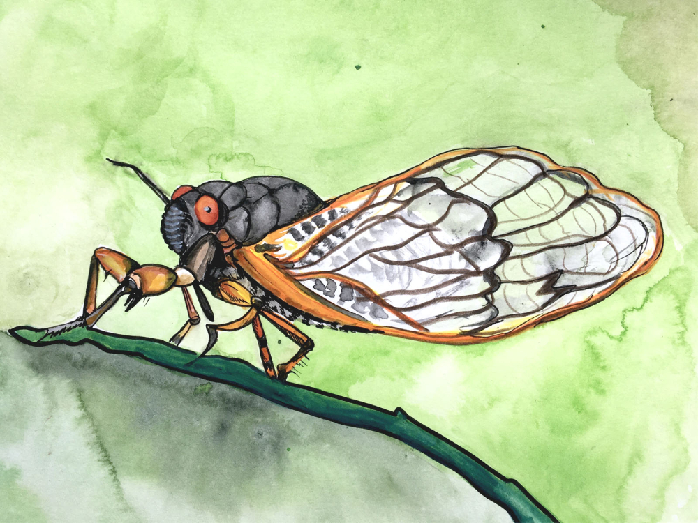CicadaWatercolourGreen.jpg
