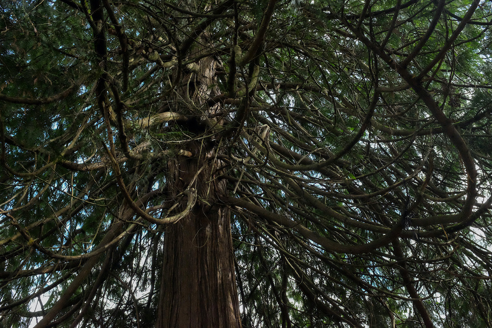 851px version of RedCedarBranches.jpg