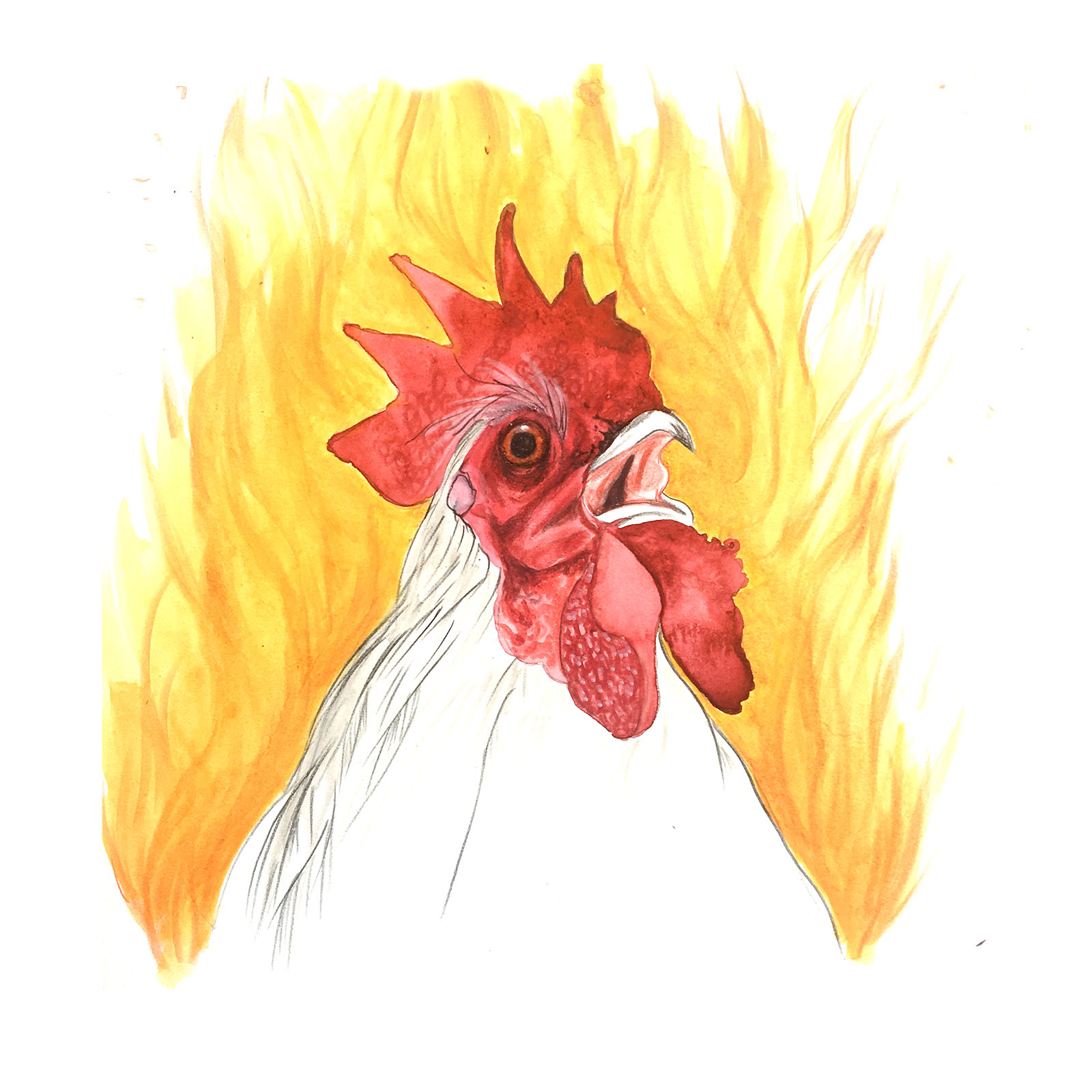 960px version of Angry-Chicken.jpg