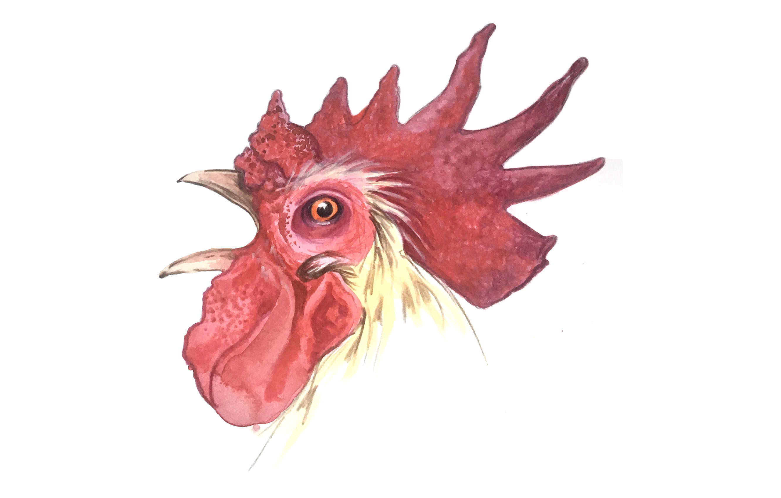 960px version of Chicken-Cluck.jpg