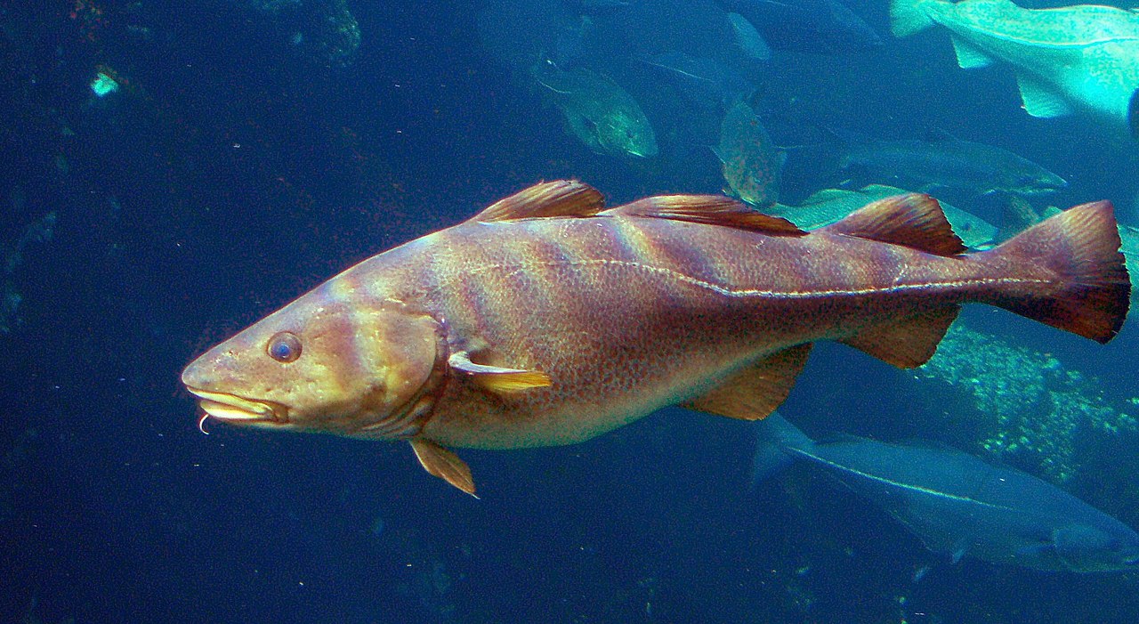 1200px version of AtlanticCod.jpg