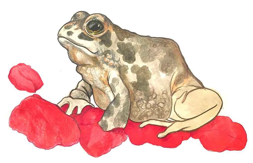 RoseToadDrawing.jpg