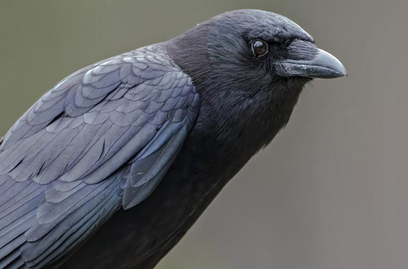 How I Faced My Terror of Crows