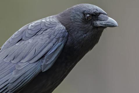 How I Faced My Terror of Crows