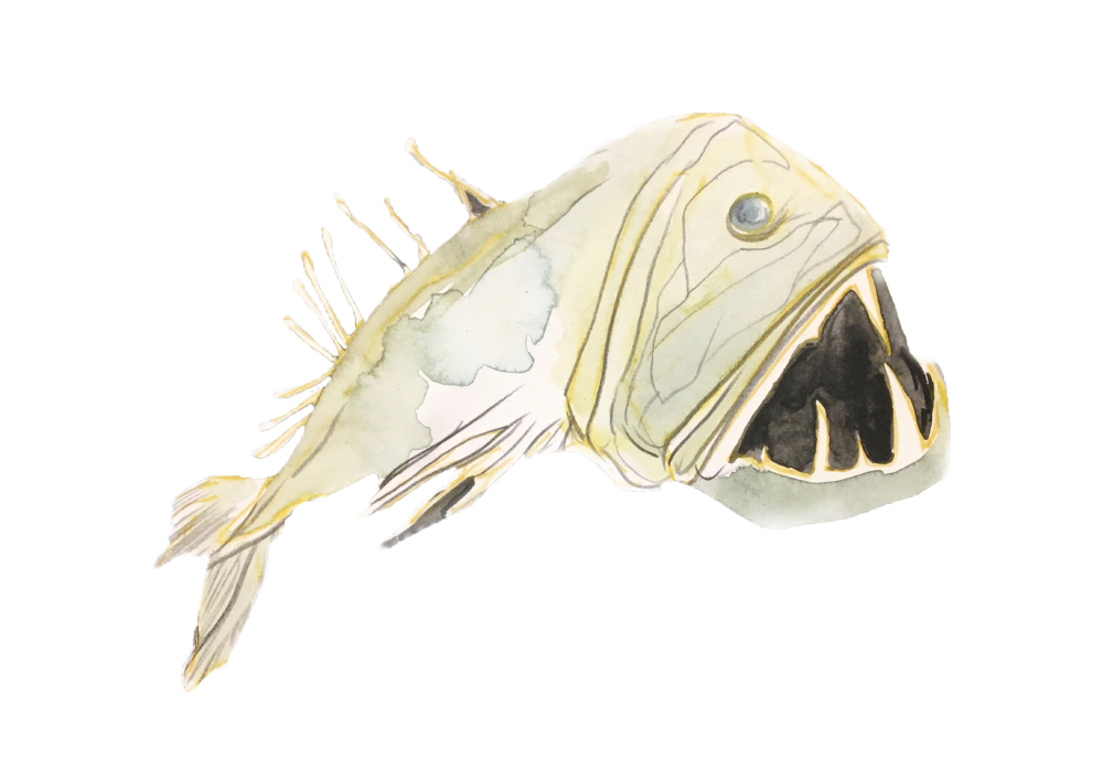 851px version of AngelfishWoodendIllustration.jpeg