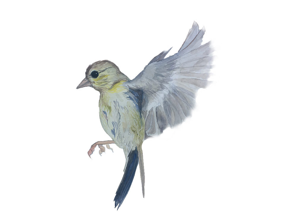 582px version of CanaryWoodendIllustration.jpeg