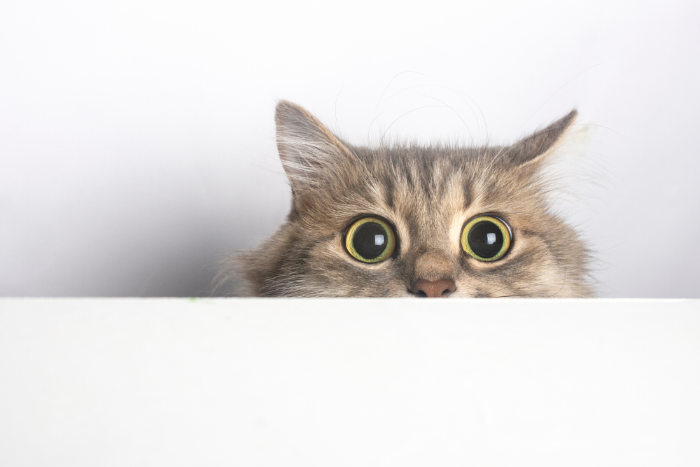FearCatKittyHidingPeekingBigEyes.jpeg