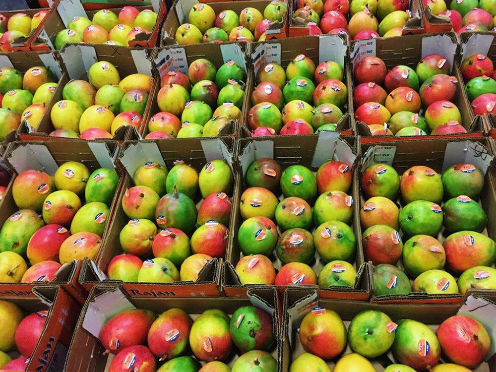 Cardboard boxes of ripening Haden mangoes laid out on a table. A dozen mangoes are nestled inside each box. The green skin has a distinctive blush red colour, which means they are ripening.