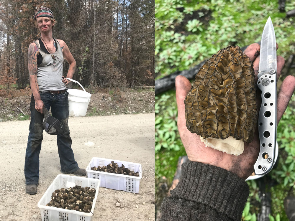 A diptych of two photos. On the left, Lori Fox, a white non-binary person, stands on a gravel road in front of two flats of freshly picked morels. Lori is covered in wildfire ash. They are wearing a tank top and jeans and have colourful tattoos. On the right, a palm holds a large morel and a utility knife. 