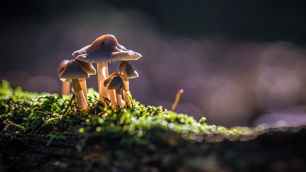 A group of small brown mushrooms grows in the sunlight on green moss. The background is dark.
