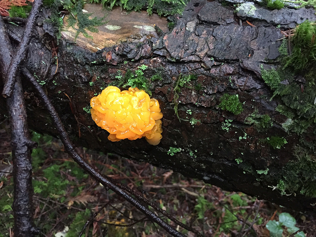 A closeup photograph of a fallen tree branch focuses on a small orb of light orange fungus. Called orange jelly, it’s the fruiting body of a network of microscopic strands called hyphae that wind themselves into thicker strands called mycelium.