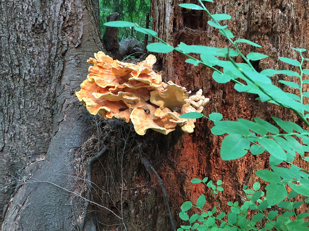 Sulphur Shelf fungi grow on a tree trunk near the upper regions of its root system. The fungi are light yellow and light brown. They resemble the shapes of wide pieces of layered coral. Green foliage is in the foreground of the picture to the right side of the frame.