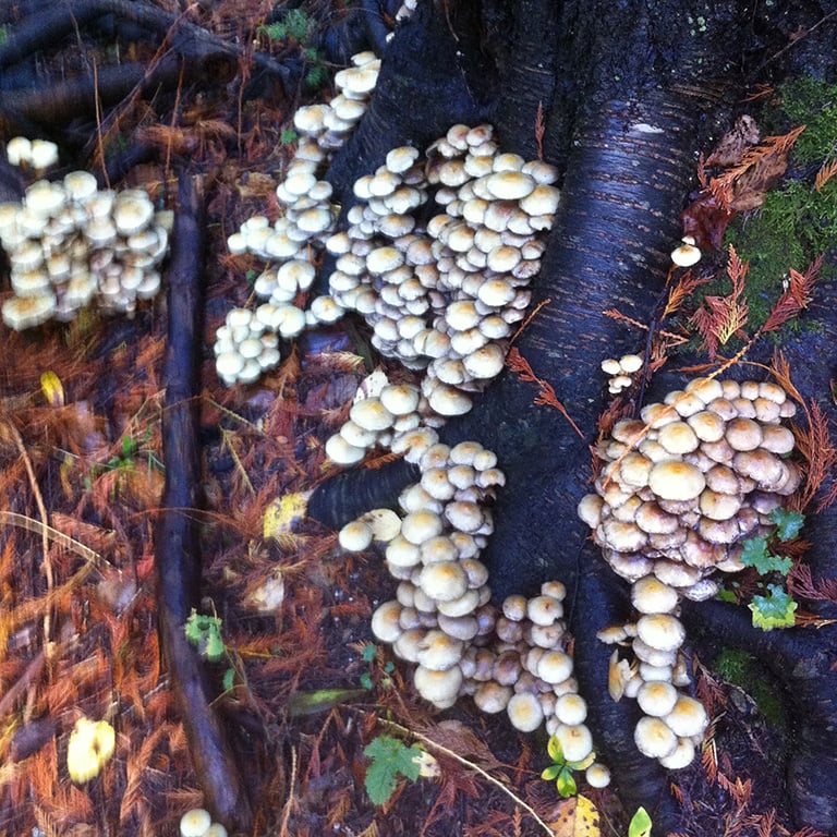 Dense clusters of round white fungi grow across the root system of a tree. Brown, dry cedar branches can be seen in the background.  
