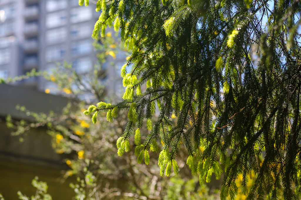 Bright green spruce tips budding out from dark green needled branches, with the elevated tracks of the SkyTrain and condos in the background.