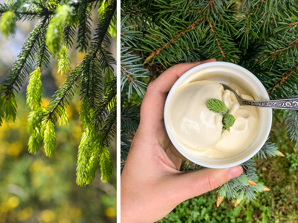 A collage of two images. On the left, a close-up of spruce tips in the golden morning light, the new buds with bright green needles against the dark green of the older branches. On the right, a hand holds up a cup of custard-tinted ice cream, topped with two buds, against a spruce tree.