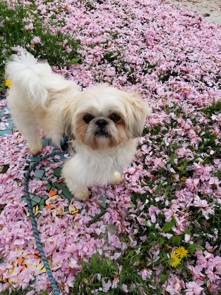 582px version of CherryBlossomsDog.jpg