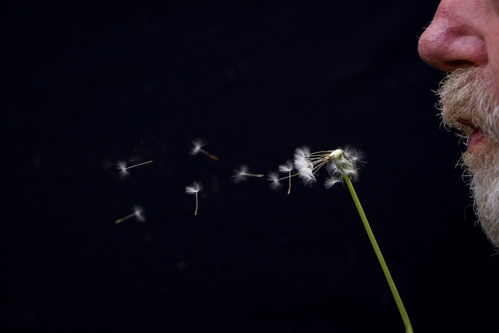 851px version of Dandelion.jpeg