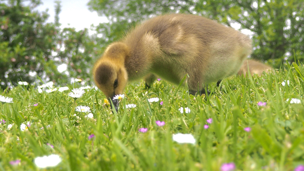 851px version of GrazingGosling.jpeg