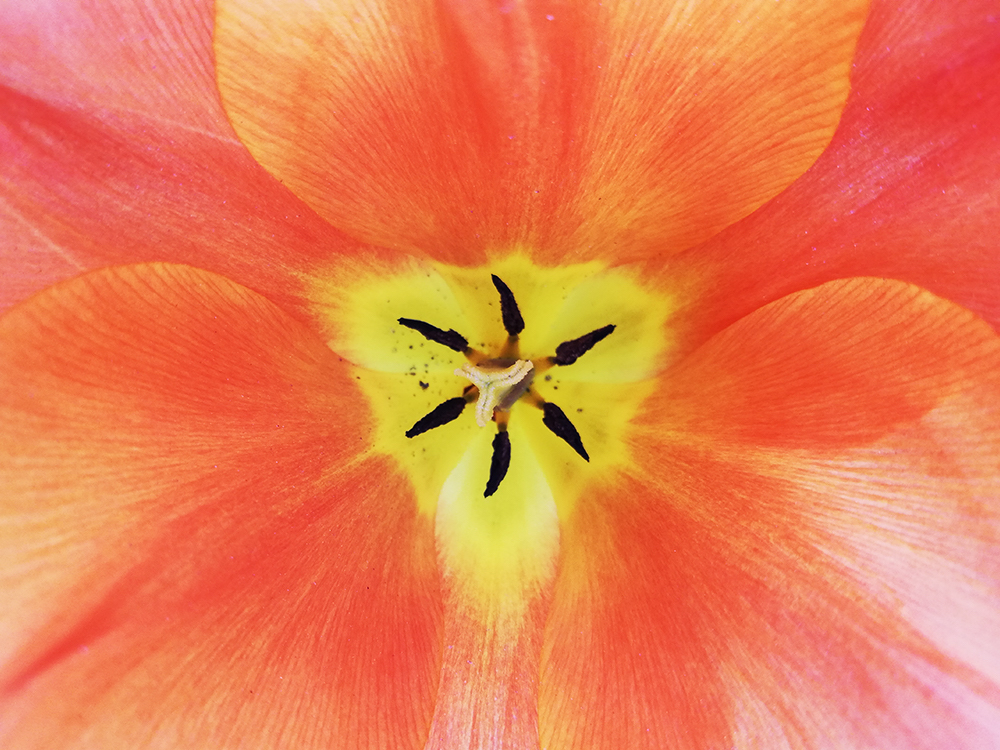 851px version of TulipCloseup.jpg