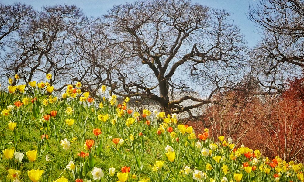 851px version of TulipsChristerWaara.jpg