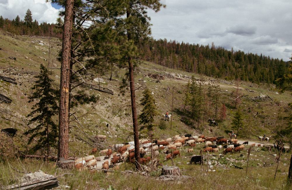 A mountain road shadowed by a steep grassy hillside. A horde of cows, orange and blonde against the green grass, wind their way up the road. A rider is perched on the left bank. Ponderosa pines are scattered across the hillsides, at their roots lies burnt tree stumps. 