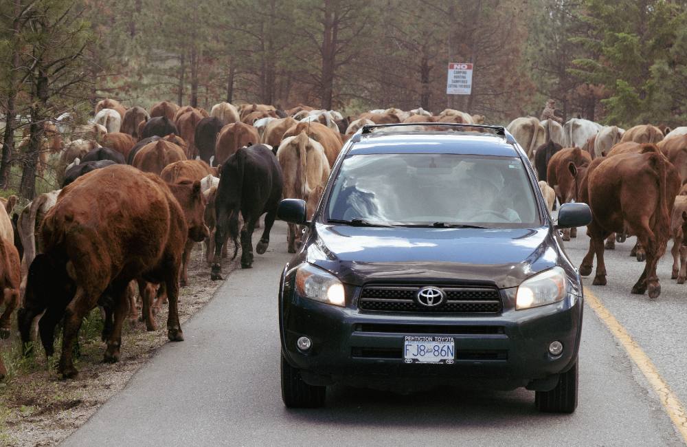 An ocean of cows part and a silver SUV drives towards the camera. The driver is looking through the right window, the yellow line of the concrete road is to the left of the car. In the distance a sign reads “No camping, hunting, campfires, cutting firewood.”  