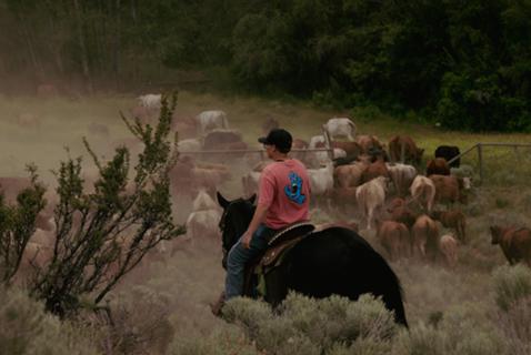 To Honour the Lost, a Cattle Drive in the Osoyoos Desert 