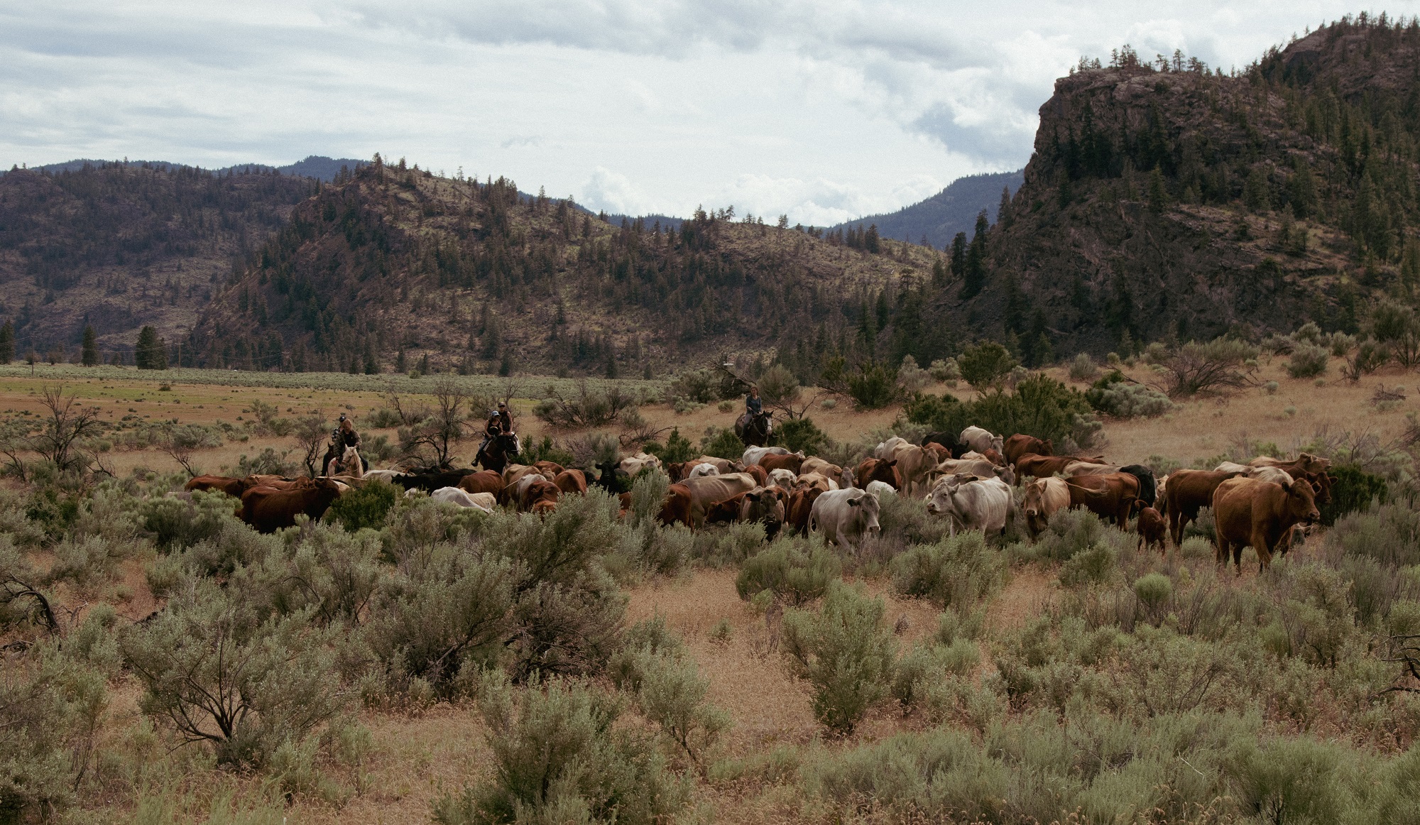 A herd of cattle are gathered on the flats, three riders stand guard. The cattle walk into sage-brush the height of their underbellies. In the distance, rock mountains sparsely populated by trees just upwards from the plateau.