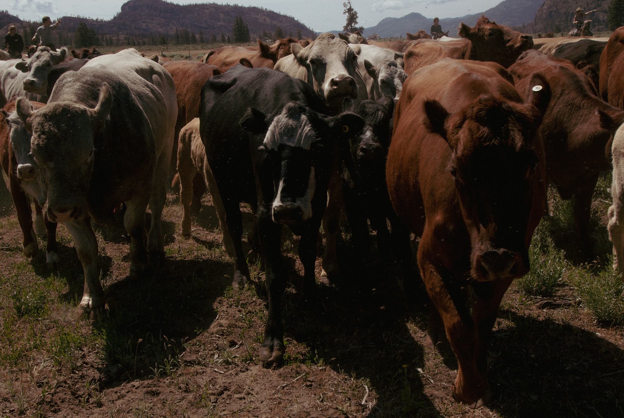 A close up of cows and they pass the camera. The cow in front is blonde with a green tag in its left ear. Behind the cows, the chest of a horse with cowboy boots in the stirrups. 