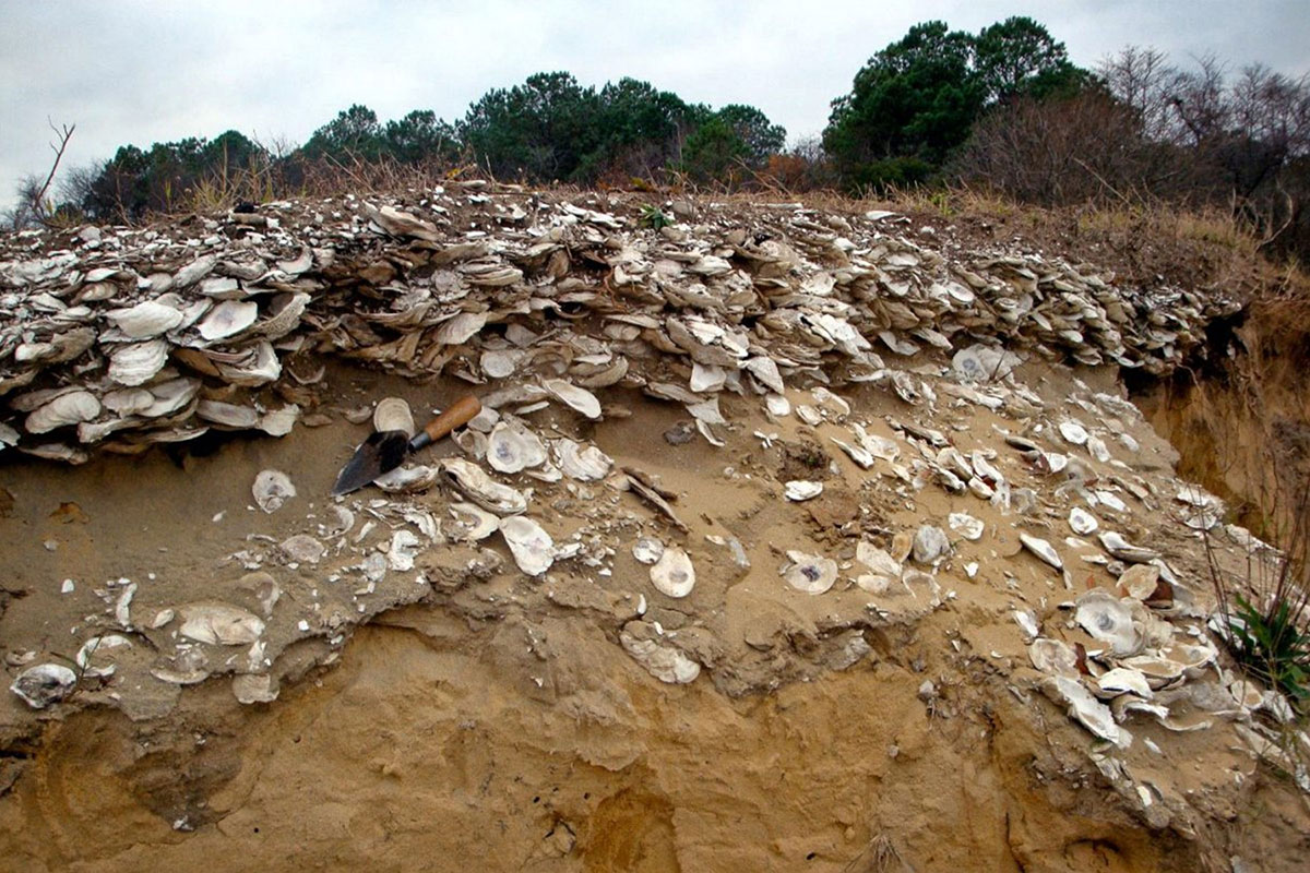 A sandy bluff capped with stacked oyster shells. The shells appear to have been collected and used as a construction material to flatten the top of the bluff.