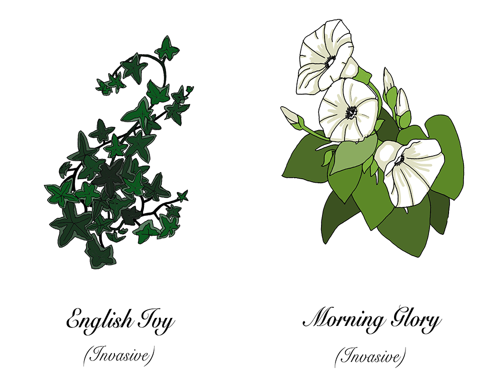 An illustration of ivy next to morning glory.