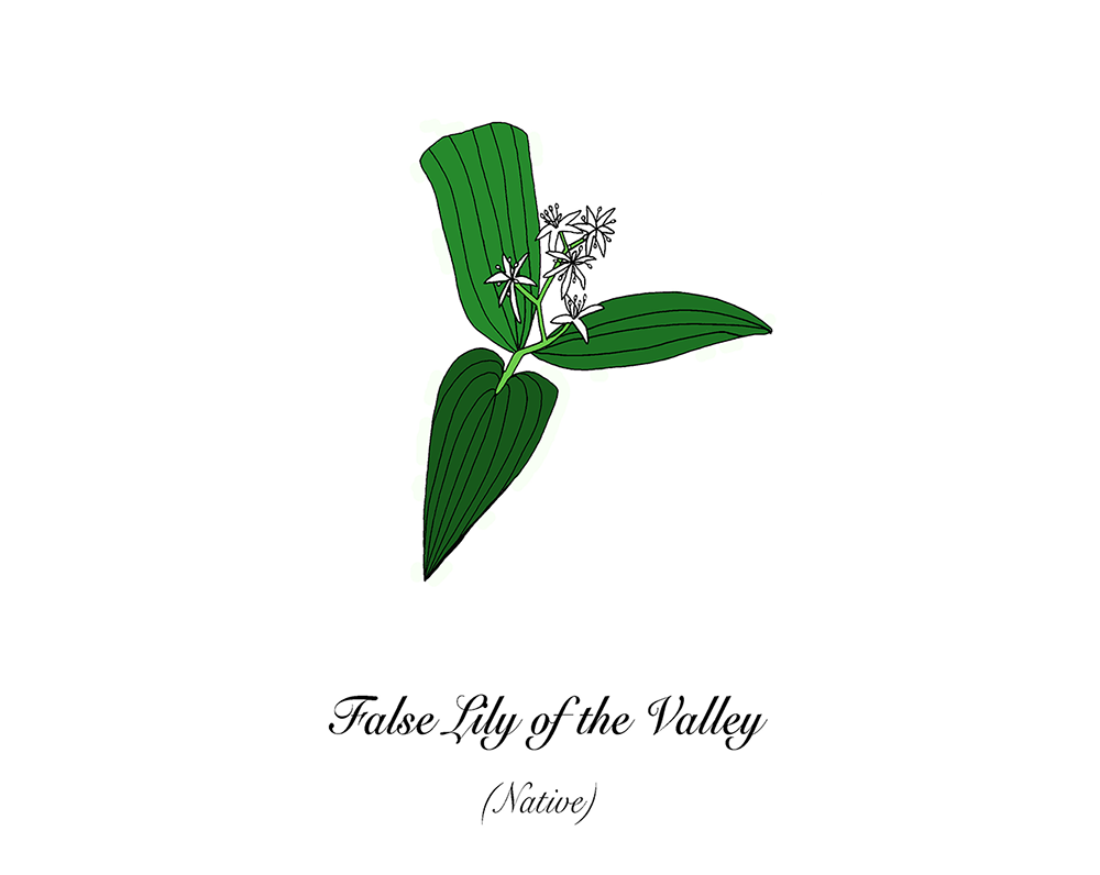 An illustration of false lily of the valley.