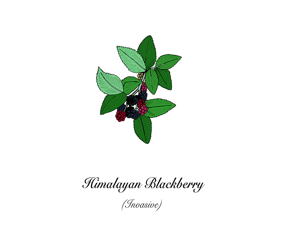 An illustration of Himalayan blackberry.