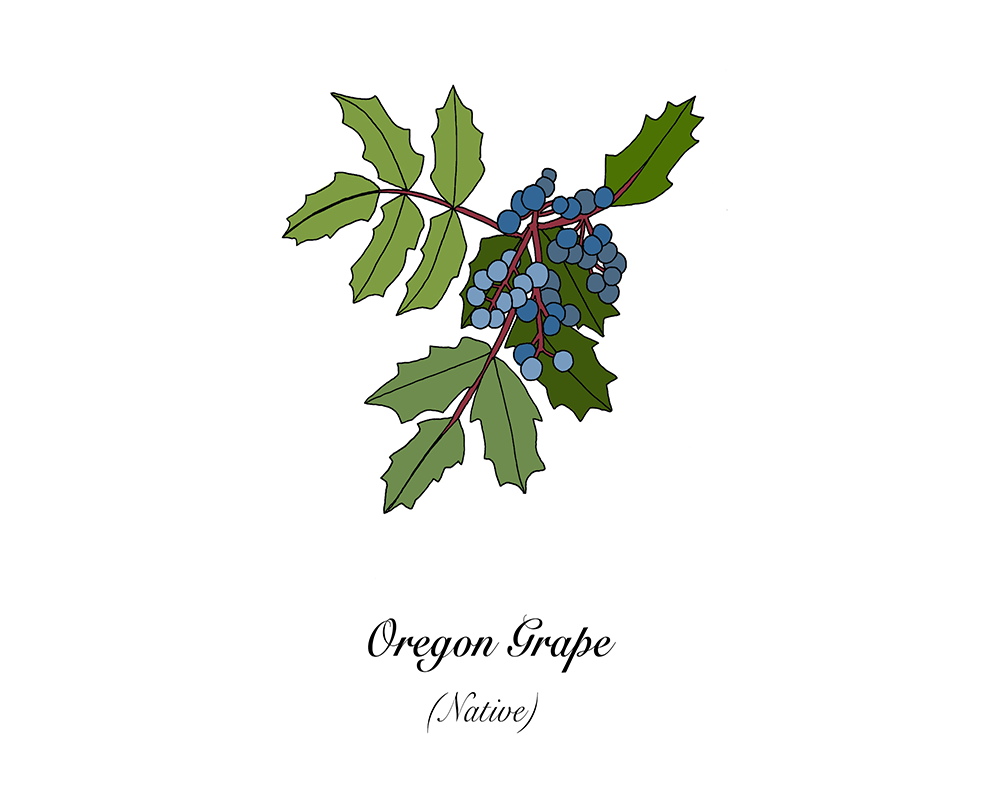 An illustration of Oregon grape. 