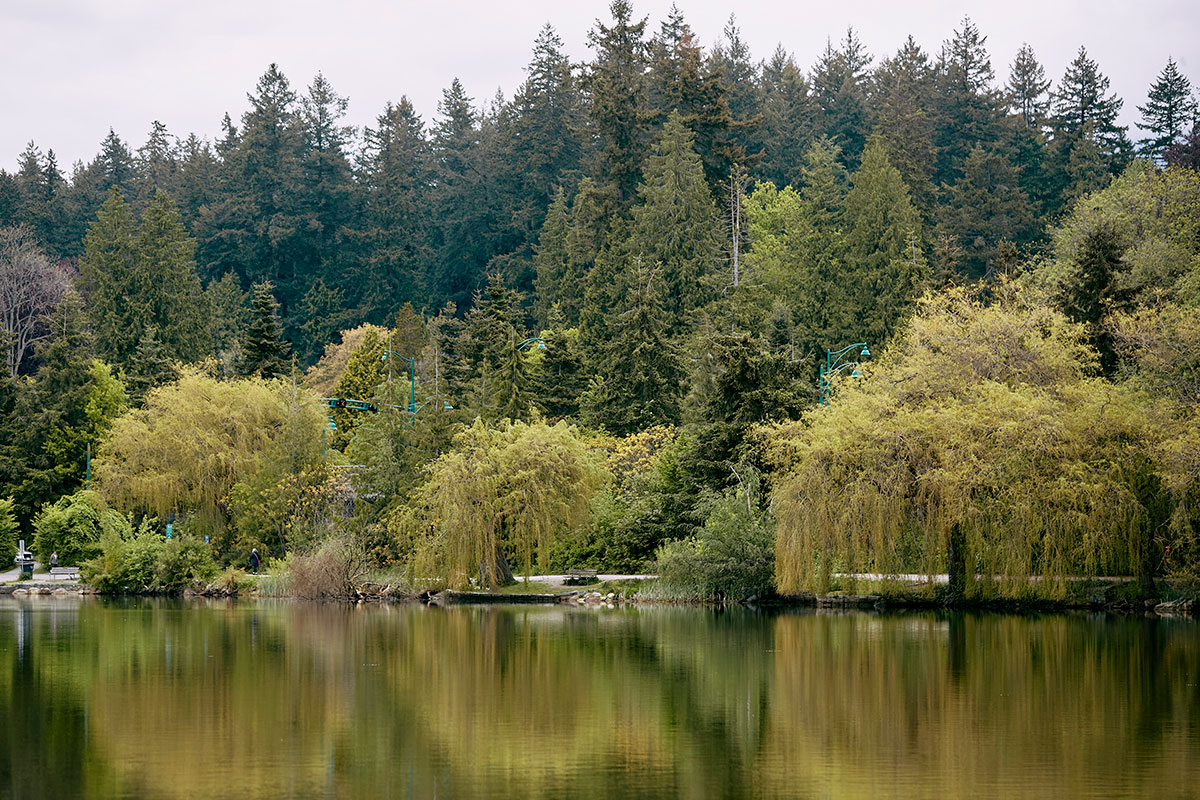 Weeping willows reflect in the calm waters of the Lost Lagoon in Stanley Park.
