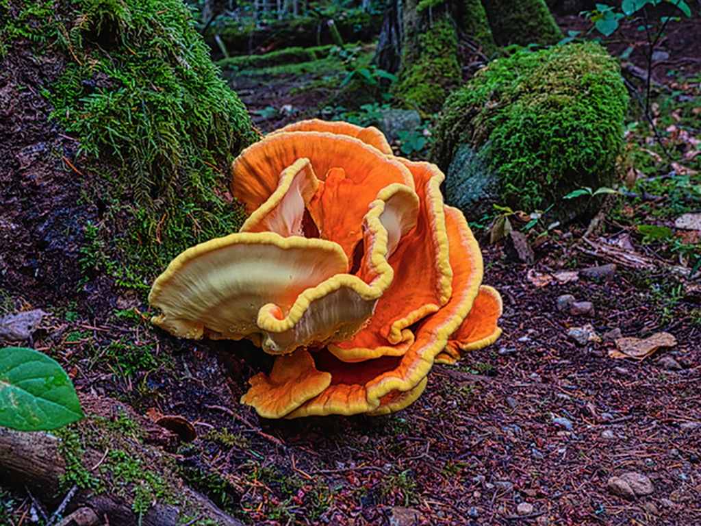 A bright orange ‘chicken of the woods’ fungus protrudes in layers from the base of a mossy tree in Francis-King Regional Park in Victoria.