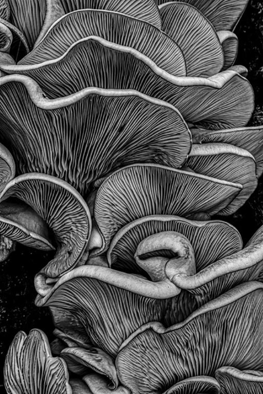 A black-and-white close-up of the intricate gills of fungi.