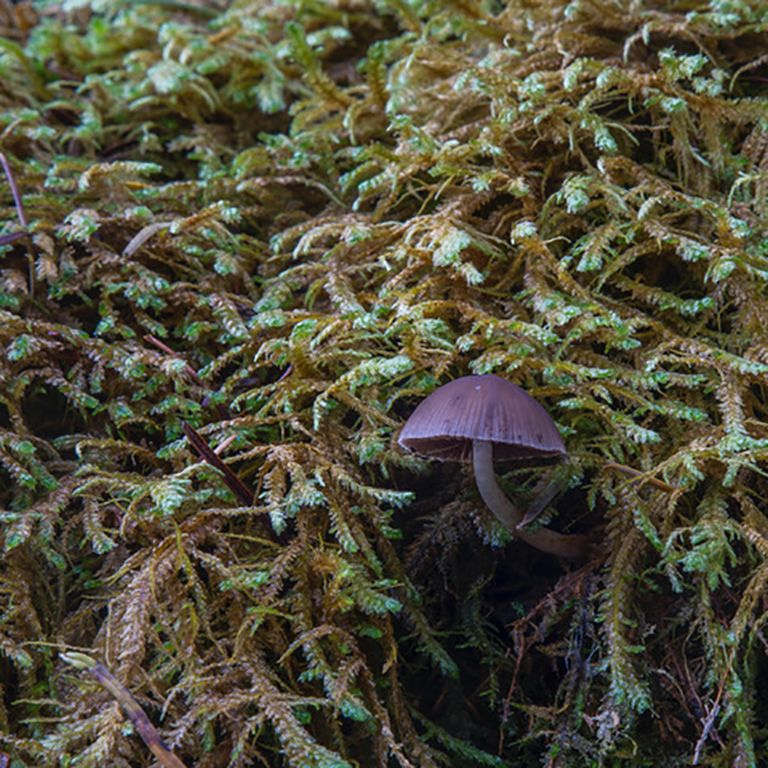 A small fungal growth protrudes from a crop of green moss.