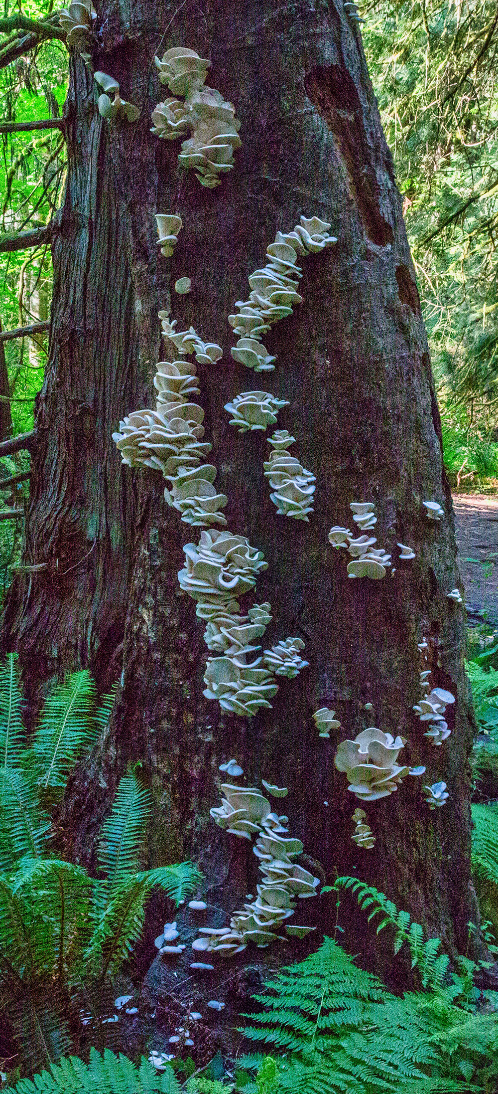 A tree trunk in a forest features white fungal growths across its trunk.